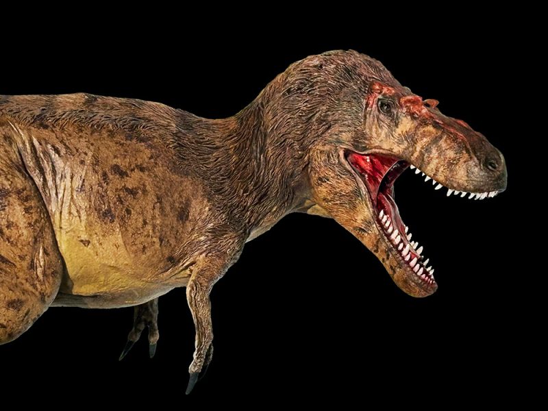 Gorgosauro - Image 5