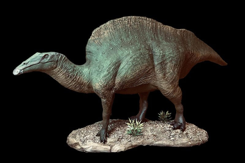 Ouranosauro